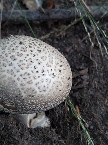 MUCHOMŮRKA ŠEDIVKA (Amanita spissa) FOTO: Marta Knauerová, 2022