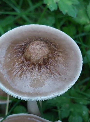 SLIZEČKA OCASATÁ neboli PENÍZOVKA KOŘENUJÍCÍ (Oudemansiella radicata) FOTO: Marta Knauerová, 2022