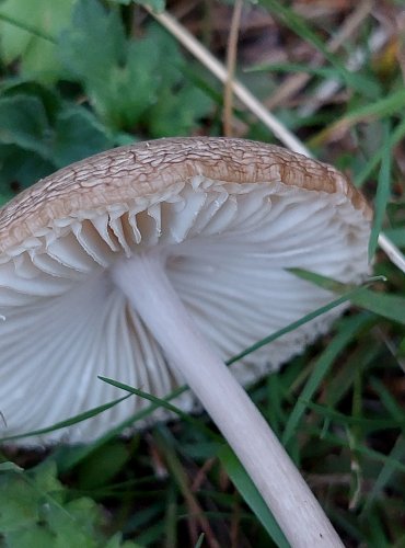 SLIZEČKA OCASATÁ neboli PENÍZOVKA KOŘENUJÍCÍ (Oudemansiella radicata) FOTO: Marta Knauerová, 2022