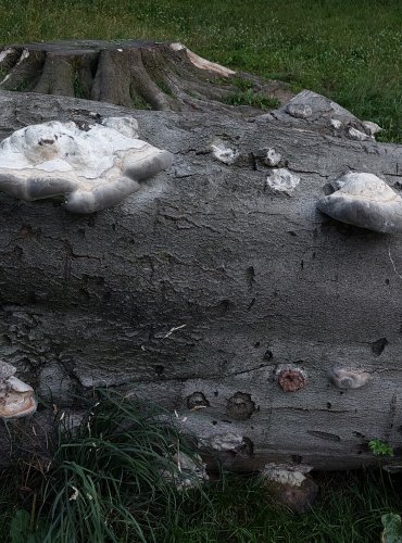 TROUDNATEC PÁSOVANÝ (Fomitopsis pinicola) FOTO: Marta Knauerová, 2022