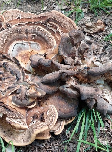 VĚJÍŘOVEC OBROVSKÝ (Meripilus giganteus) FOTO: Marta Knauerová, 2022