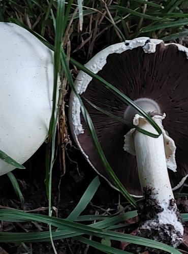 ŽAMPION bez bližšího určení (Agaricus spp.) FOTO: Marta Knauerová, 2022