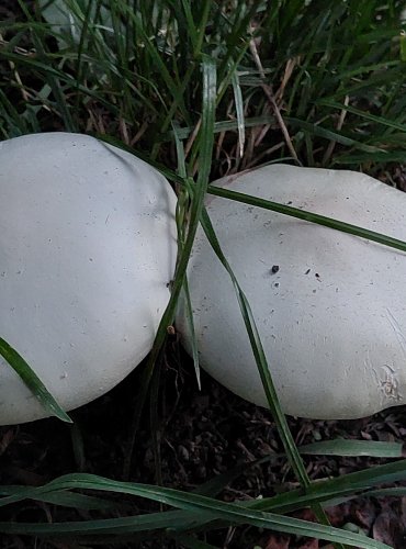 ŽAMPION bez bližšího určení (Agaricus spp.) FOTO: Marta Knauerová, 2022