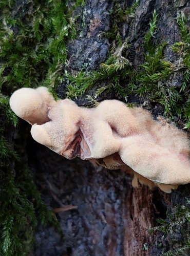 HLINÁK ČERVENAJÍCÍ (Hapalopilus nidulans) FOTO: Marta Knauerová, 2022