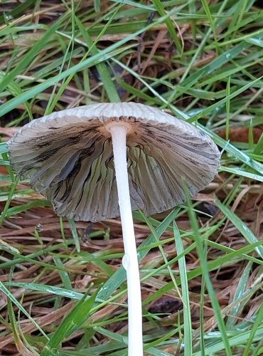 HNOJNÍK (Parasola spp.) bez bližšího určení – FOTO: Marta Knauerová, 2022