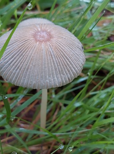 HNOJNÍK (Parasola spp.) bez bližšího určení – FOTO: Marta Knauerová, 2022