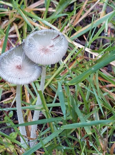 HNOJNÍK ZAJEČÍ (Coprinopsis lagopus) FOTO: Marta Knauerová, 2022