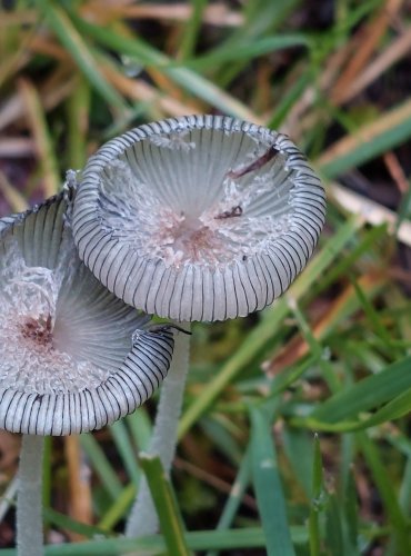 HNOJNÍK ZAJEČÍ (Coprinopsis lagopus) FOTO: Marta Knauerová, 2022