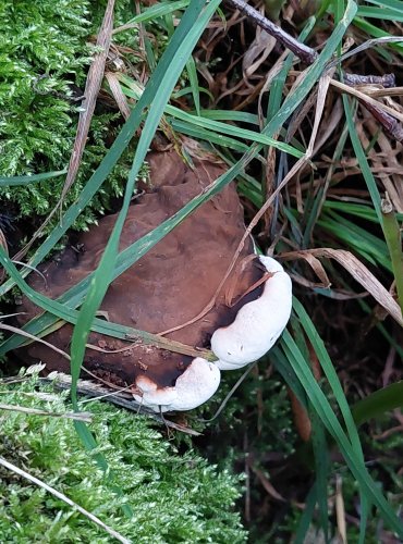 LESKLOKORKA (Genoderma spp.) bez bližšího určení – FOTO: Marta Knauerová, 2022