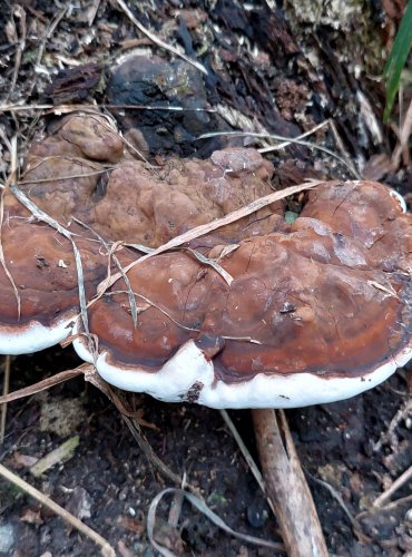 LESKLOKORKA (Genoderma spp.) bez bližšího určení – FOTO: Marta Knauerová, 2022