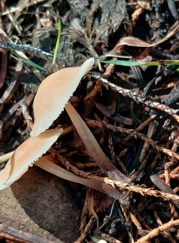 PENÍZOVKA (Gymnopus spp.) bez bližšího určení – FOTO: Marta Knauerová, 2022