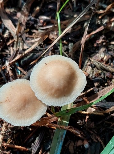 PENÍZOVKA (Gymnopus spp.) bez bližšího určení – FOTO: Marta Knauerová, 2022