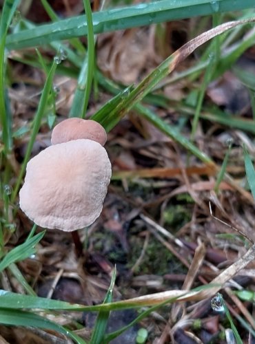 ŠPIČKA ČESNEKOVÁ (Mycetinis scorodonius) FOTO: Marta Knauerová, 2022