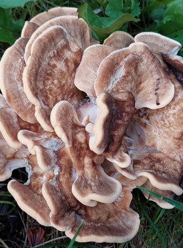 VĚJÍŘOVEC OBROVSKÝ (Meripilus giganteus) FOTO: Marta Knauerová, 2022