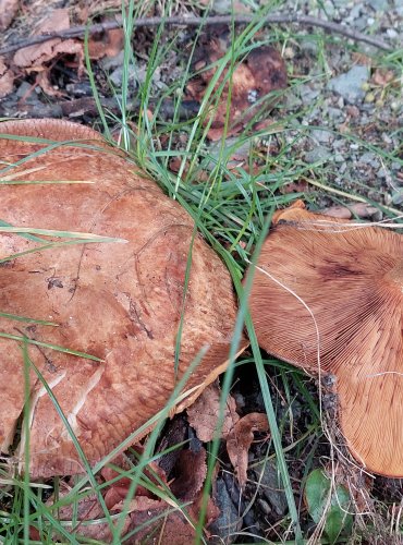 ČECHRATKA PODVINUTÁ (Paxillus involutus) FOTO: Marta Knauerová, 2022