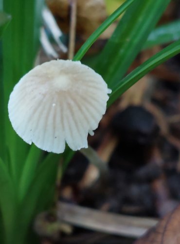 HELMOVKA MĚNLIVÁ (Mycena vitilis) FOTO: Marta Knauerová, 2022