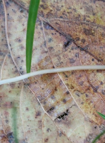 HELMOVKA MĚNLIVÁ (Mycena vitilis) FOTO: Marta Knauerová, 2022