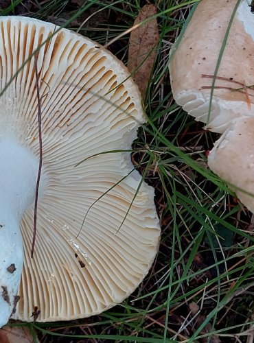 HOLUBINKA bez bližšího určení (Russula sp.) FOTO: Marta Knauerová, 2022