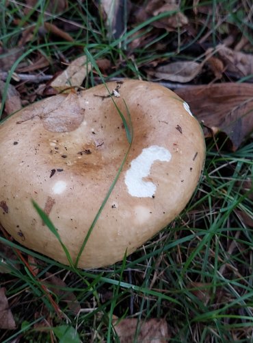 HOLUBINKA bez bližšího určení (Russula sp.) FOTO: Marta Knauerová, 2022