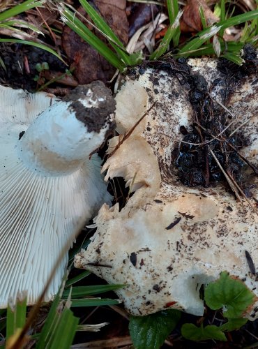 HOLUBINKA AKVAMARÍNOVÁ (Russula chloroides) FOTO: Marta Knauerová, 2022