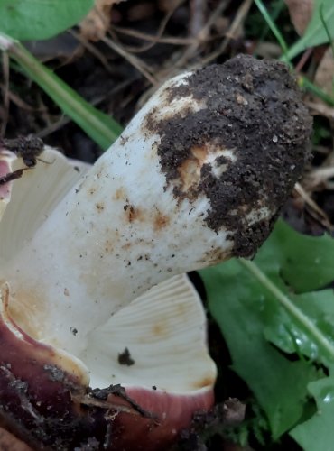 HOLUBINKA ČERNONACHOVÁ (Russula atropurpurea) FOTO: Marta Knauerová, 2022