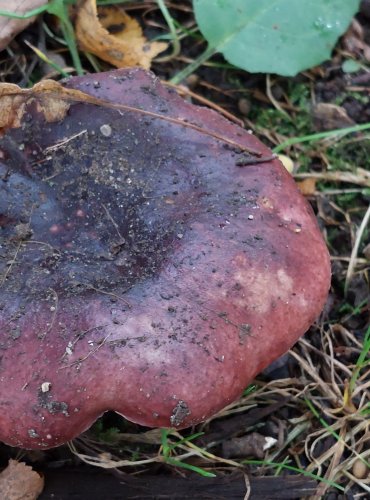 HOLUBINKA ČERNONACHOVÁ (Russula atropurpurea) FOTO: Marta Knauerová, 2022