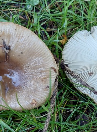 HOLUBINKA HŘEBÍNKATÁ (Russula pectinatoides) FOTO: Marta Knauerová, 2022