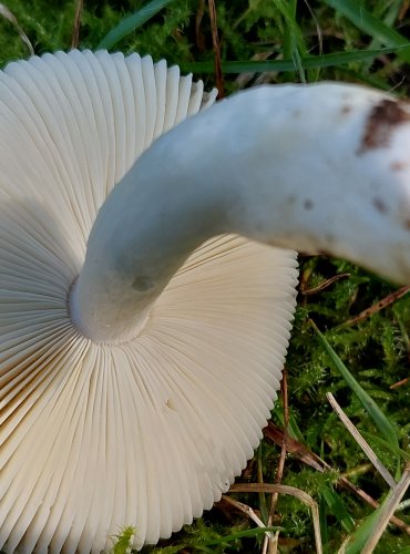 HOLUBINKA LESKLÁ (Russula nitida) FOTO: Marta Knauerová, 2022