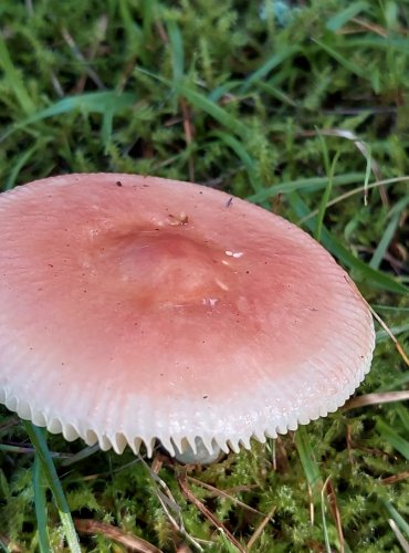 HOLUBINKA LESKLÁ (Russula nitida) FOTO: Marta Knauerová, 2022