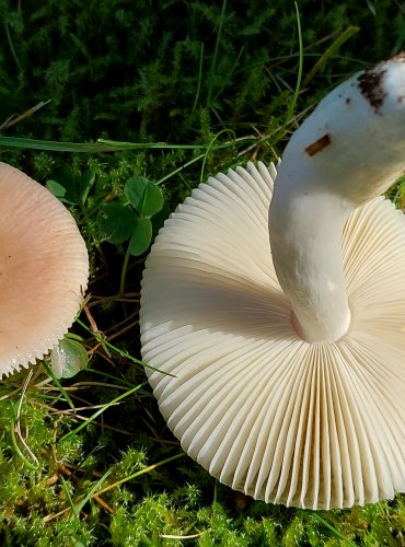 HOLUBINKA LESKLÁ (Russula nitida) FOTO: Marta Knauerová, 2022