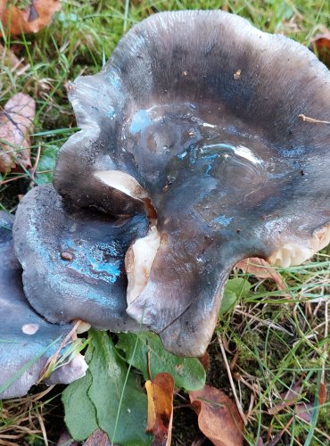 HOLUBINKA NAMODRALÁ (Russula cyanoxantha) FOTO: Marta Knauerová, 2022