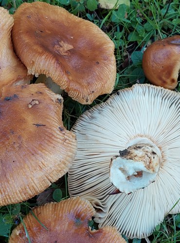 HOLUBINKA PÁCHNOUCÍ (Russula subfoetens) FOTO: Marta Knauerová, 2022 