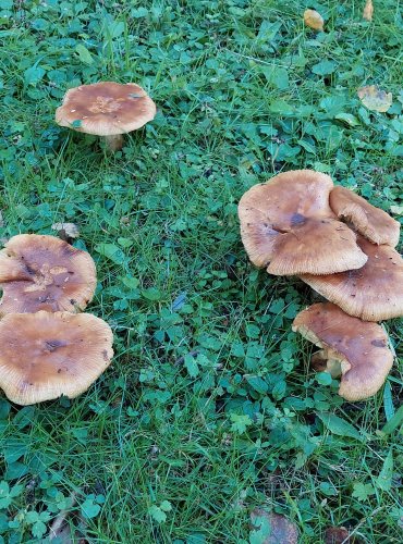 HOLUBINKA PÁCHNOUCÍ (Russula subfoetens) FOTO: Marta Knauerová, 2022 