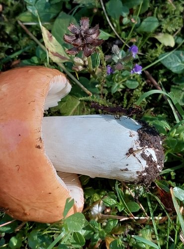 HOLUBINKA SLANEČKOVÁ (Russula graveolens) FOTO: Marta Knauerová, 2022