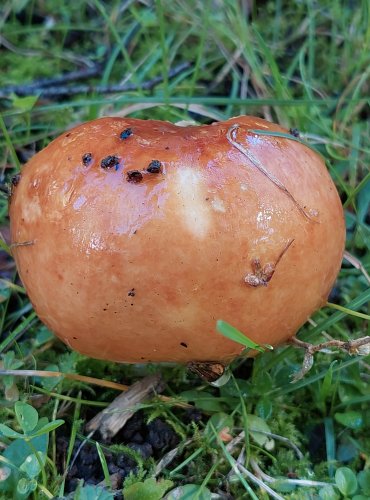 HOLUBINKA SLANEČKOVÁ (Russula graveolens) FOTO: Marta Knauerová, 2022