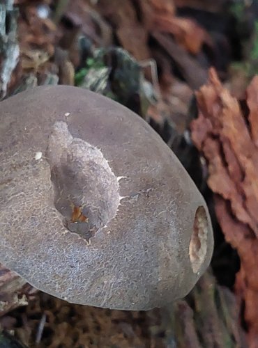 HŘIB UŤATOVÝTRUSÝ (Xerocomellus porosporus) FOTO: Marta Knauerová, 2022