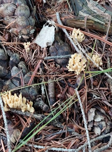 KUŘÁTKA bez bližšího určení (Ramaria sp.) FOTO: Marta Knauerová, 2022