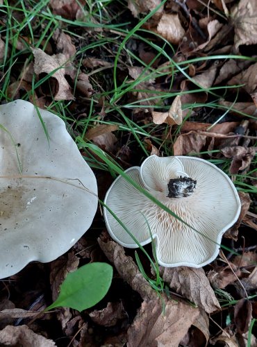 MECHOVKA OBECNÁ (Clitopilus prunulus) FOTO: Marta Knauerová, 2022