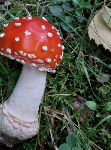 MUCHOMŮRKA ČERVENÁ (Amanita muscaria) FOTO: Marta Knauerová, 2022