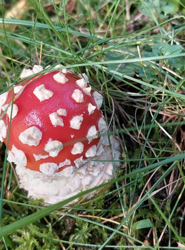 MUCHOMŮRKA ČERVENÁ (Amanita muscaria) FOTO: Marta Knauerová, 2022