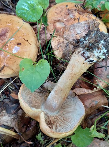 PAVUČINEC bez bližšího určení (Cortinarius sp.) FOTO: Marta Knauerová, 2022