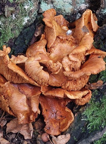 PLAMÉNKA  bez bližšího určení (Gymnopilus sp.) FOTO: Marta Knauerová, 2022