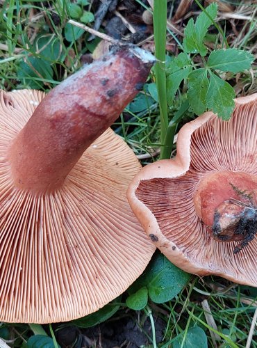 RYZEC DUBOVÝ (Lactarius quietus) FOTO: Marta Knauerová, 2022