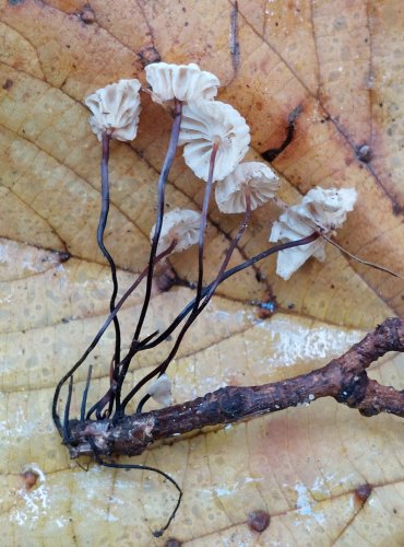 ŠPIČKA KOLOVITÁ (Marasmius rotula) FOTO: Marta Knauerová, 2022