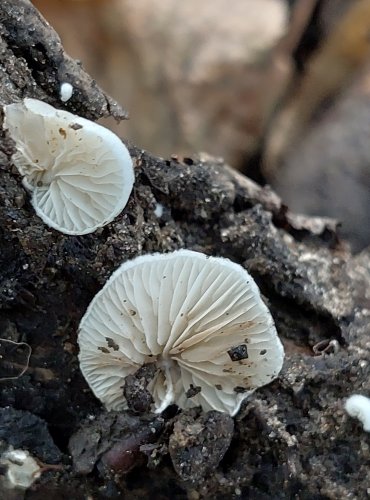 TREPKOVITKA bez bližšího určení (Crepidotus sp.) FOTO: Marta Knauerová, 2022