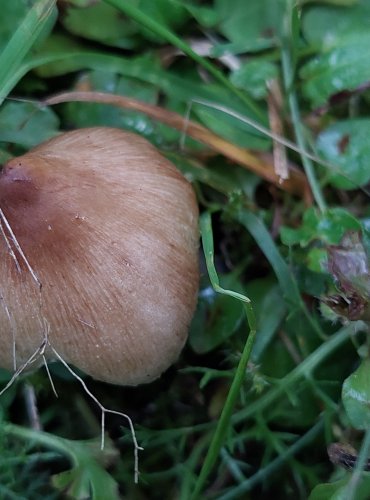 VLÁKNICE KUŽELOVITÁ (Inocybe rimosa) FOTO: Marta Knauerová, 2022