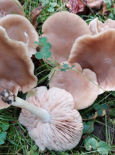 ZÁVOJENKA (Entoloma sp.) bez bližšího určení, FOTO: Marta Knauerová, 2022