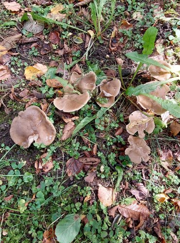 ZÁVOJENKA (Entoloma) bez bližšího určení, FOTO: Marta Knauerová, 2022