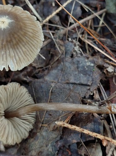 ZÁVOJENKA SÍTINOVÁ (Entoloma juncinum) FOTO: Marta Knauerová, 2022