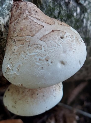 BŘEZOVNÍK OBECNÝ (Piptoporus betulinis) FOTO: Marta Knauerová, 2022